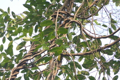 Anodendron parviflorum