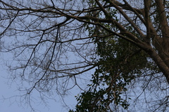 Anodendron parviflorum