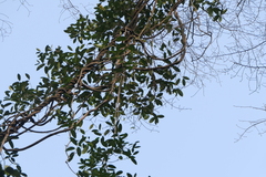 Anodendron parviflorum