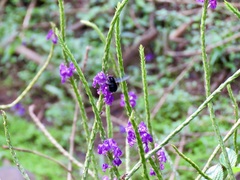 Bombus pauloensis