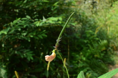 Vigna vexillata