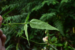 Vigna vexillata