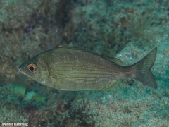 Spondyliosoma cantharus