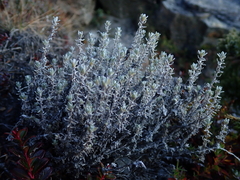 Leontopodium microphyllum