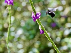 Bombus pauloensis