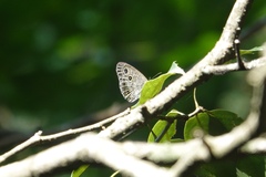 Ypthima multistriata