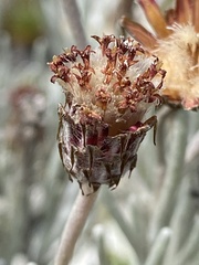 Syncarpha gnaphaloides
