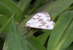 Nyctemera adversata