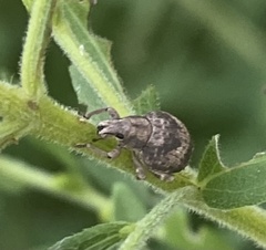 Pseudocneorhinus bifasciatus