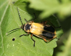 Chauliognathus expansus