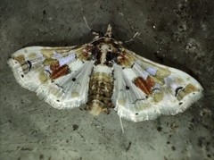 Leucinodes orbonalis