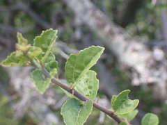 Grewia robusta