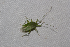 Urolabida