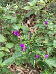 Hypoestes purpurea