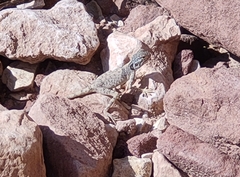 Pseudotrapelus sinaitus