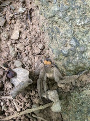 Heteropoda pingtungensis
