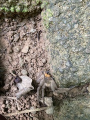 Heteropoda pingtungensis