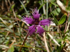 Dianthus pygmaeus