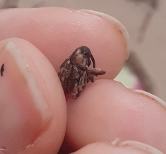 Curculionidae