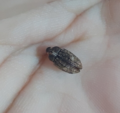 Curculionidae