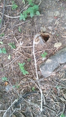 Ibervillea hypoleuca