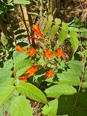 Alstroemeria ligtu