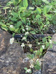 Alternanthera ficoidea