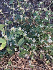 Alternanthera ficoidea