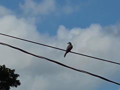 Tyrannus dominicensis