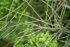 Ephedra altissima