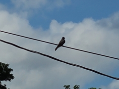 Tyrannus dominicensis