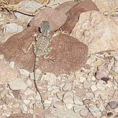 Pseudotrapelus sinaitus