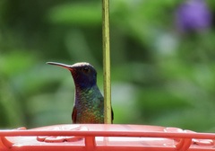Chrysuronia oenone