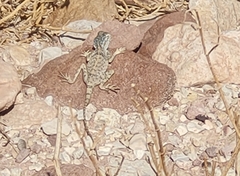 Pseudotrapelus sinaitus