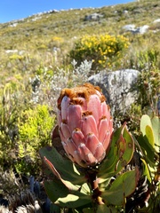 Protea speciosa