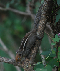 Funambulus tristriatus