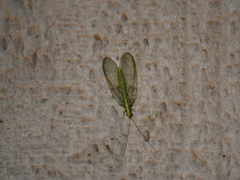 Chrysoperla