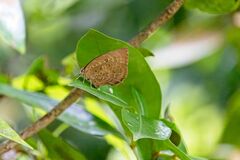Arhopala centaurus nakula
