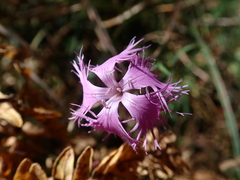Dianthus pygmaeus