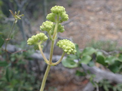 Crassula mesembryanthoides