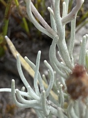 Syncarpha gnaphaloides