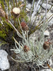 Syncarpha gnaphaloides