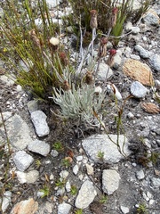 Syncarpha gnaphaloides