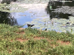 Gallinula chloropus meridionalis
