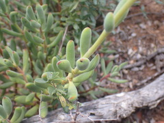 Crassula mesembryanthoides