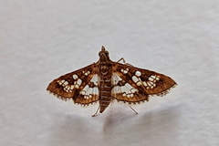 Sameodes cancellalis