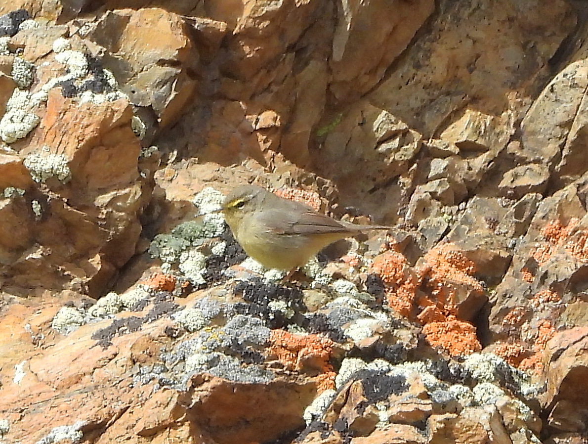 Sulphur-bellied Warbler