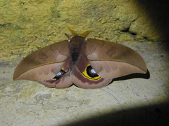 Automeris melanops