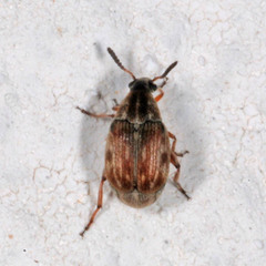 Acanthoscelides obtectus
