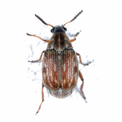 Acanthoscelides obtectus